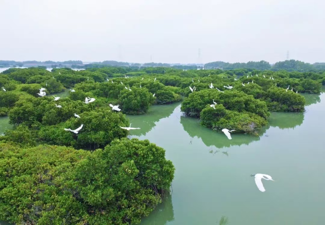 红树林航拍全景