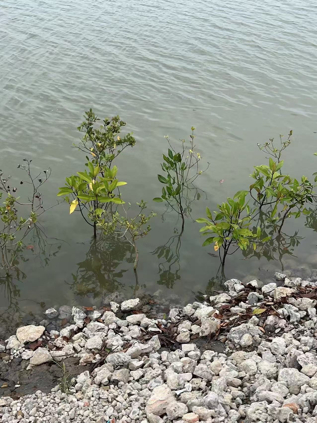 红树林幼苗